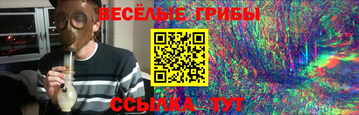 Галлюциногенные грибы Psilocybe Новокубанск
